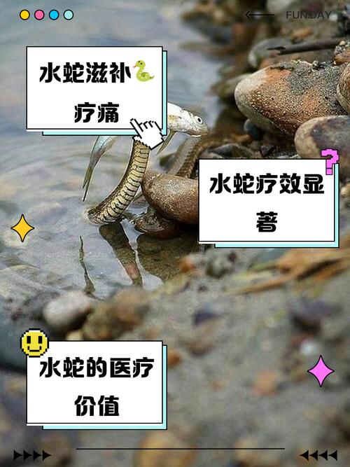 海蛇补给基地常见问题？专家解答助你避坑高效！