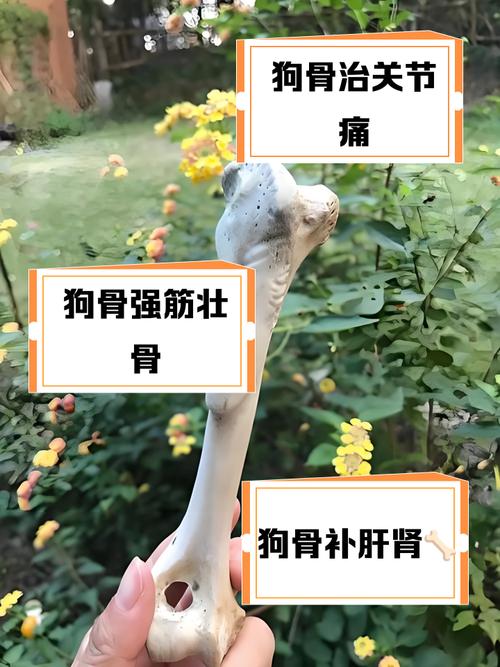狗和骨头怎么过有益处？背后原因你未必全知道！