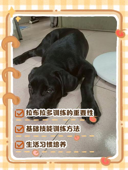 拉布拉多寻回犬怎么训练好？这5招让狗狗听话易学！