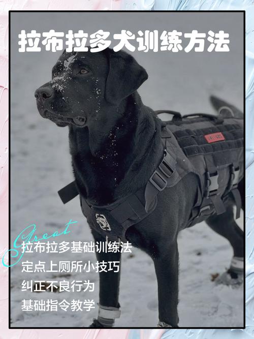拉布拉多寻回犬怎么训练好？这5招让狗狗听话易学！