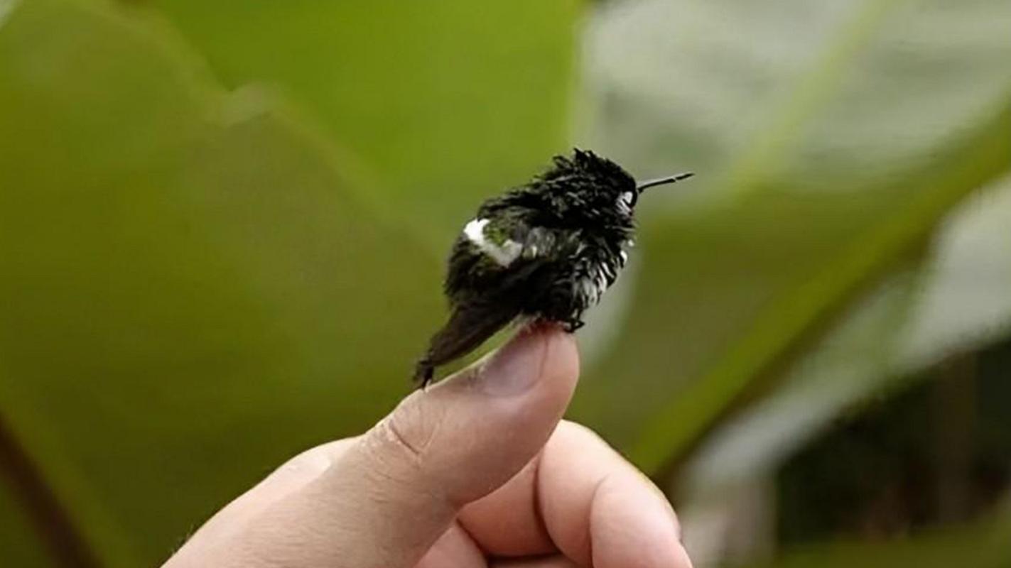 哪种鸟能倒着飞？原来全靠这双神奇的翅膀！