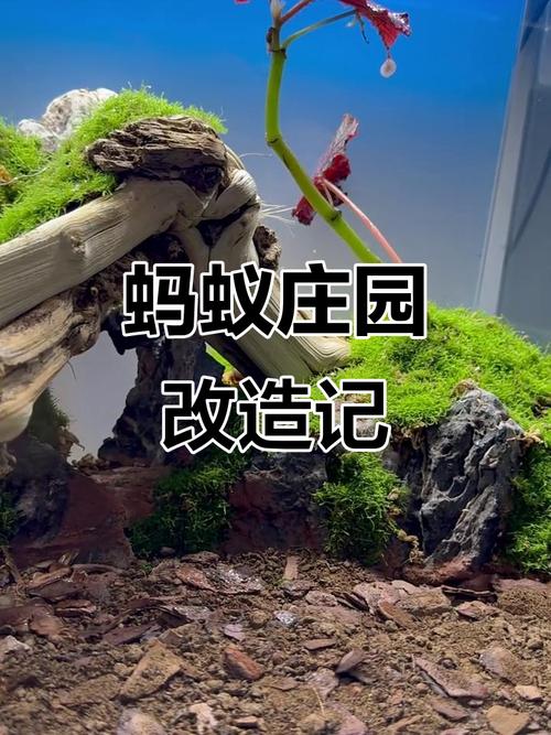 富商蚂蚁庄园升级怎么避免坑？专家亲授避雷指南