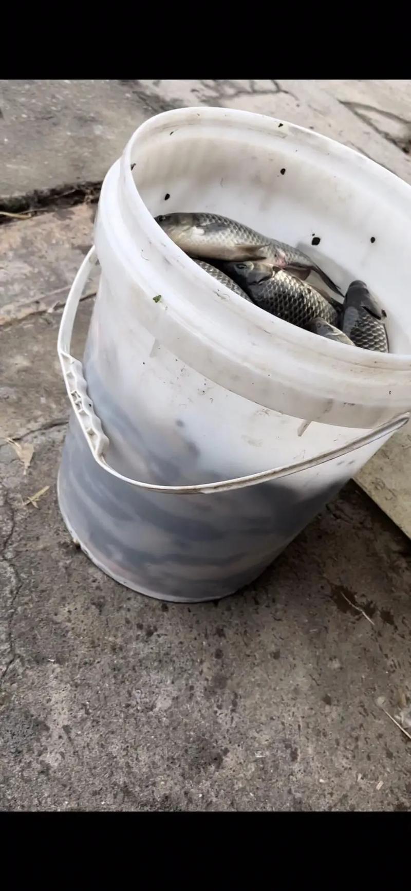 一桶鱼一箱肉效果怎么样？掌握这些技巧轻松提升效率！