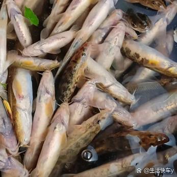 一桶鱼一箱肉效果怎么样？掌握这些技巧轻松提升效率！