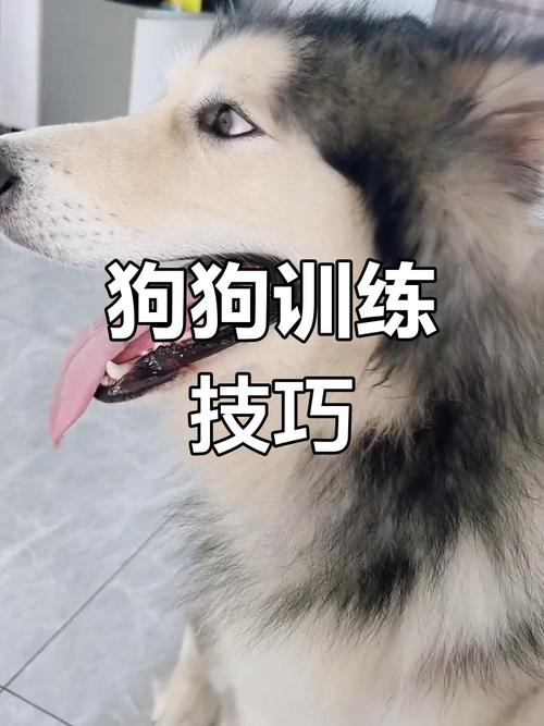 宠物大联盟训练难不难？5个秘诀让毛孩立刻变乖巧