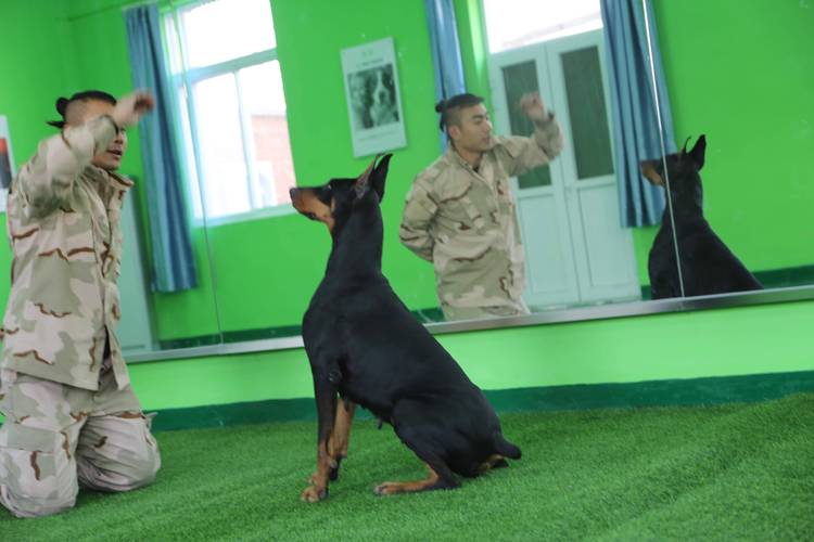 宠物大联盟训练难不难？5个秘诀让毛孩立刻变乖巧