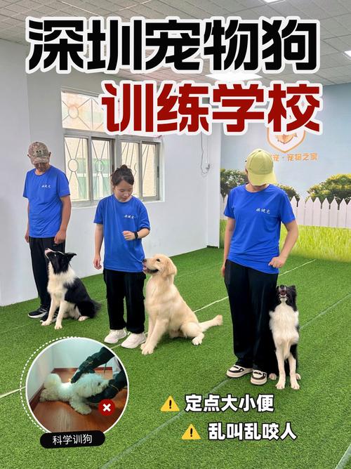 宠物大联盟训练难不难？5个秘诀让毛孩立刻变乖巧