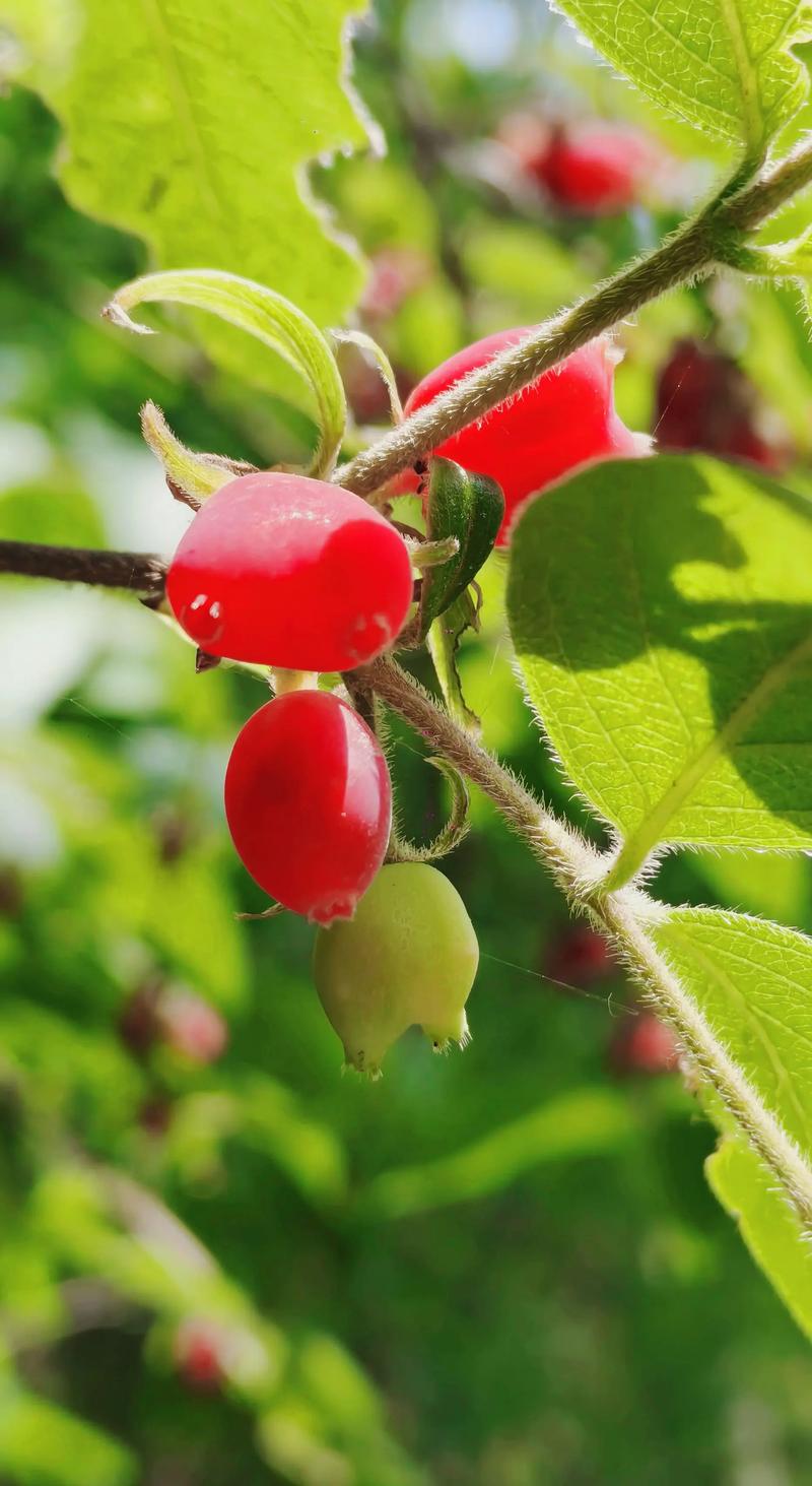 只属于我的果实有啥好处?(揭秘5大优势助你快速成功)