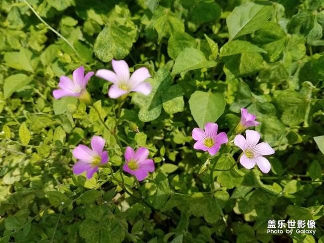 野花论坛社区账号如何安全登录保护这几点要牢记