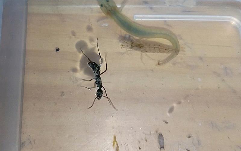 鱼在水里蚂蚁怎么看？3个奇妙现象让孩子着迷！