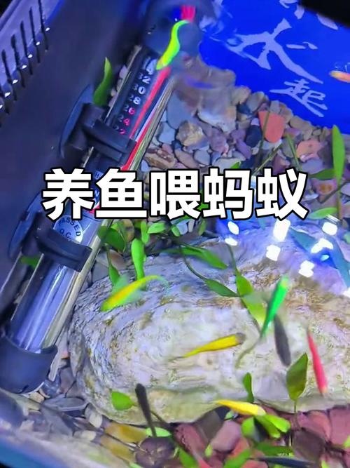 鱼在水里蚂蚁怎么看？3个奇妙现象让孩子着迷！