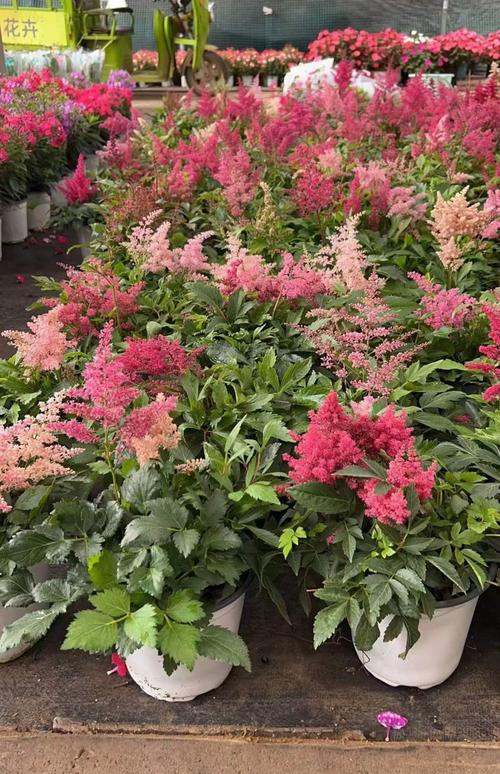 络新妇值不值得培养？实战测评告诉你真实强度！