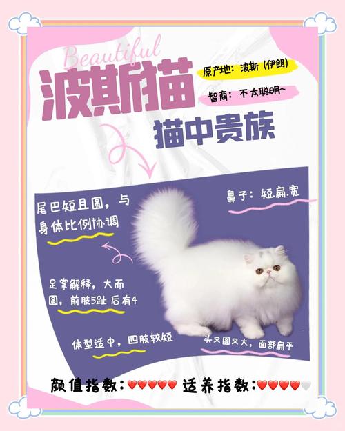 波斯猫论坛怎么玩？新手快速入门指南分享