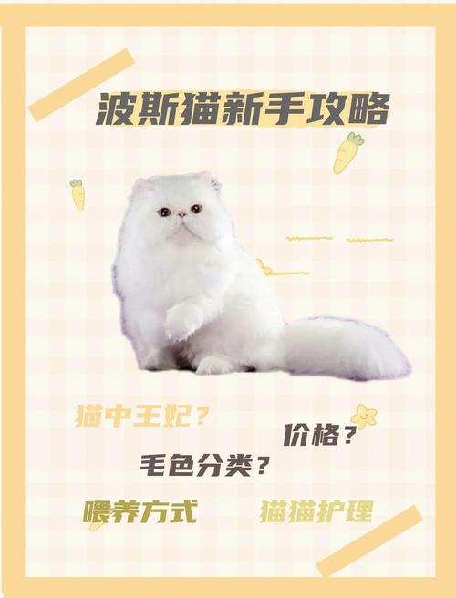 波斯猫论坛怎么玩？新手快速入门指南分享