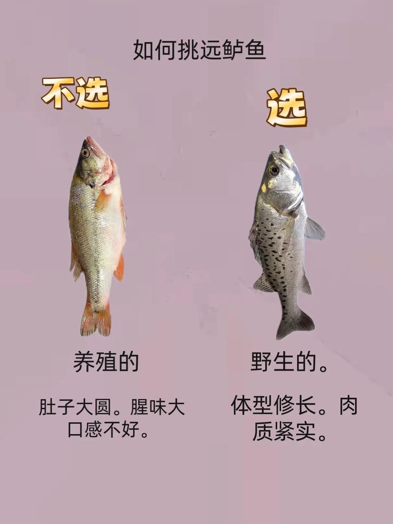 新鲜的夏日鲈鱼怎么挑选最新鲜？避坑技巧分享！