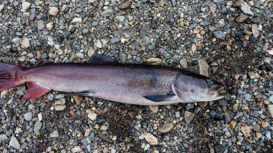 远东哲罗鱼好吃吗？肉质特点与做法推荐