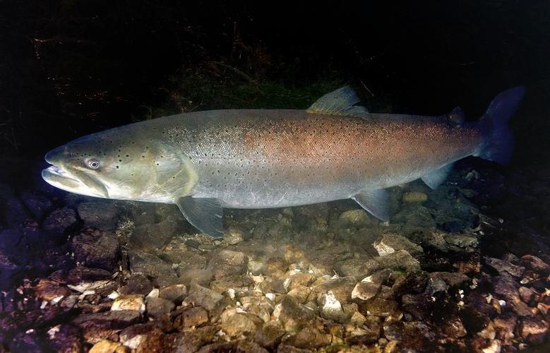 远东哲罗鱼好吃吗？肉质特点与做法推荐