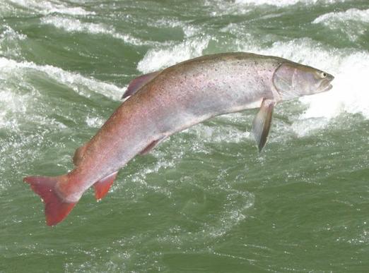 远东哲罗鱼好吃吗？肉质特点与做法推荐