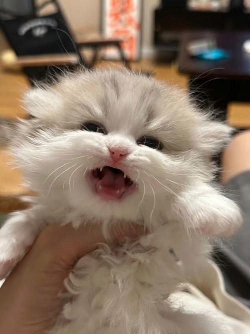 小奶猫V1.9.6地址好用吗？亲测稳定不卡顿分享