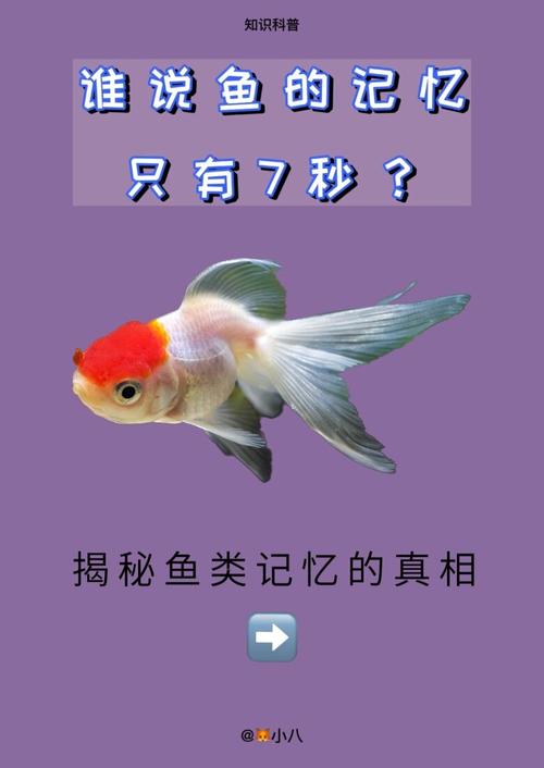 金鱼记忆只有7秒是误传吗?(研究证据曝光真实时长解读!)