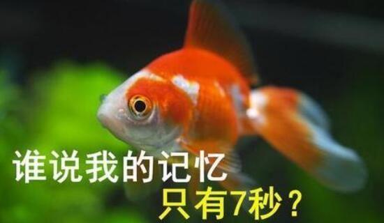 金鱼记忆只有7秒是误传吗？(研究证据曝光真实时长解读！)