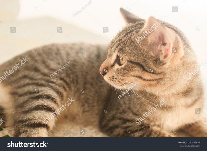 lovely cation是什么游戏?新手必知入门攻略大全