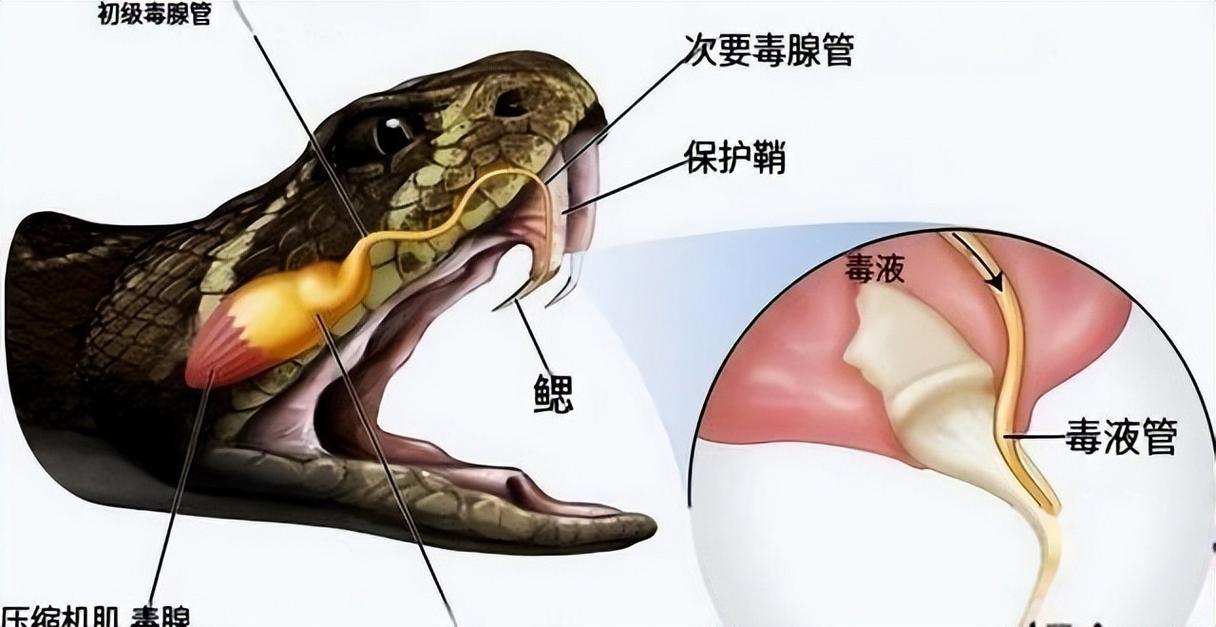 蛇经常吐舌头是因为什么呢？看看这5个关键点来了解！