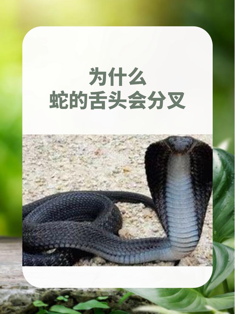 蛇经常吐舌头是因为什么呢?看看这5个关键点来了解!