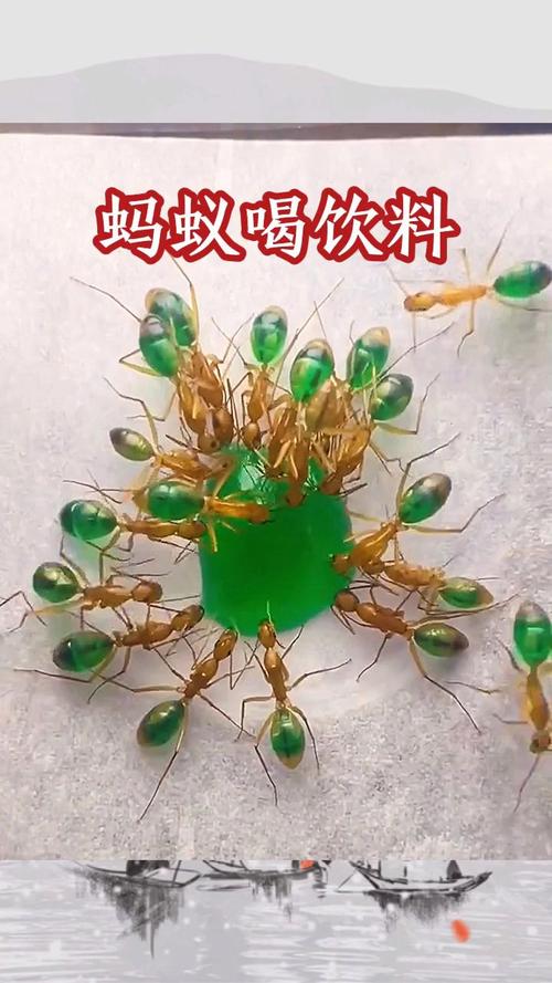 市面上的无糖饮料蚂蚁庄园靠谱吗?专家揭秘常见问题解答!