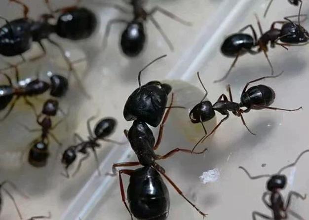 市面上的无糖饮料蚂蚁庄园靠谱吗？专家揭秘常见问题解答！