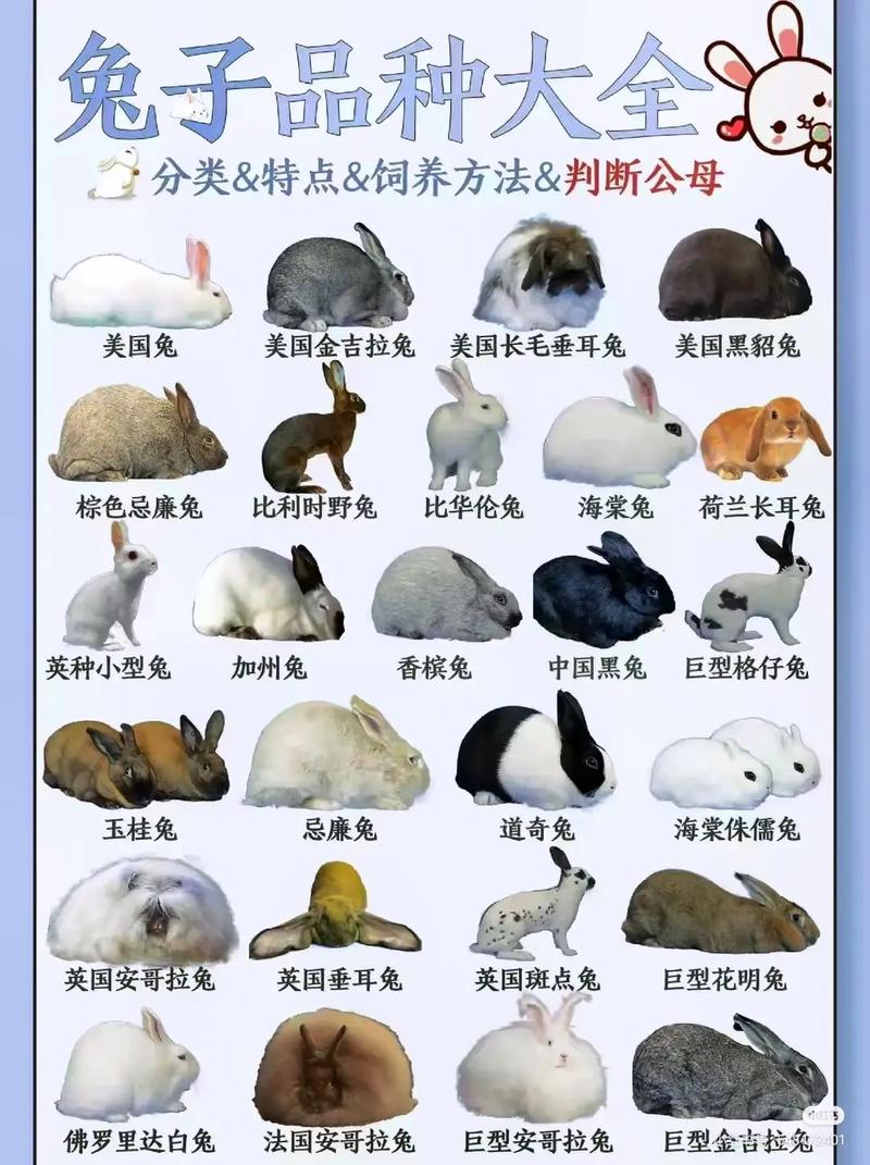 不一样的兔子适合谁？所有年龄段观看分享！