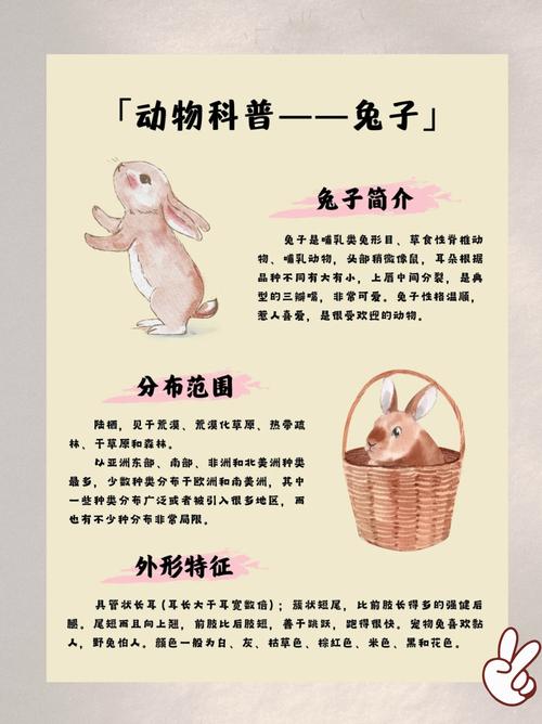 不一样的兔子适合谁?所有年龄段观看分享!