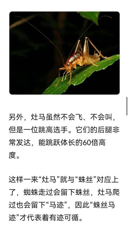 蛛丝马迹的马一开始指的是什么？真实起源揭晓！