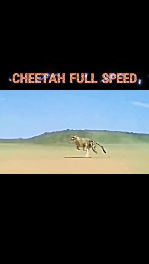 揭秘猎豹的速度极限：为什么它们不能长时间快速奔跑？