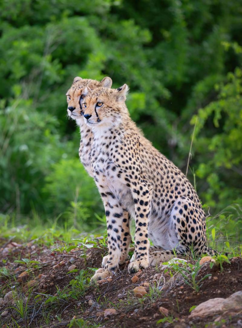 揭秘猎豹的速度极限：为什么它们不能长时间快速奔跑？