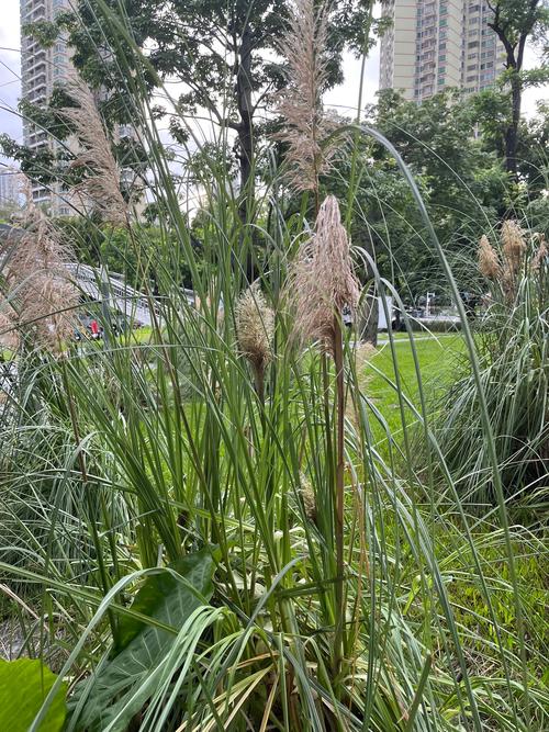 蒹葭是几种植物？如何区分不同种类详细解析