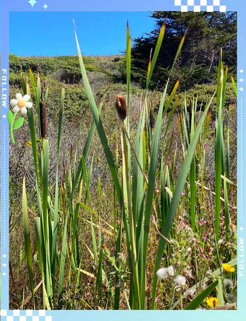 蒹葭是几种植物?如何区分不同种类详细解析