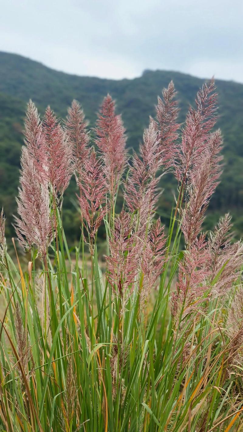 蒹葭是几种植物?如何区分不同种类详细解析