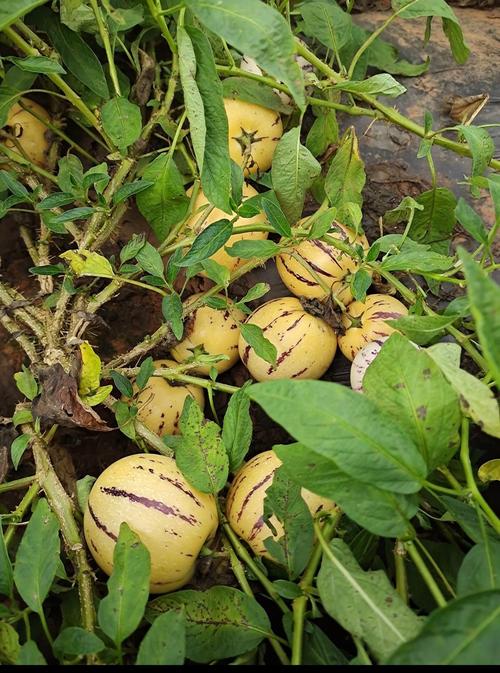 超级人参果种植难不难？掌握这几点农户都说简单！