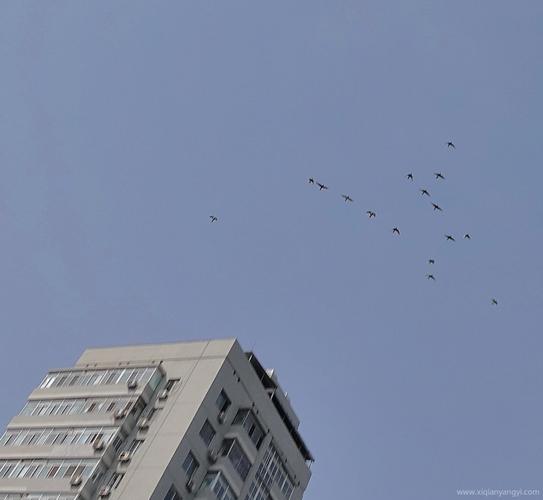 XIQIANYANGYI效果如何？(3招快速提高转化效率)