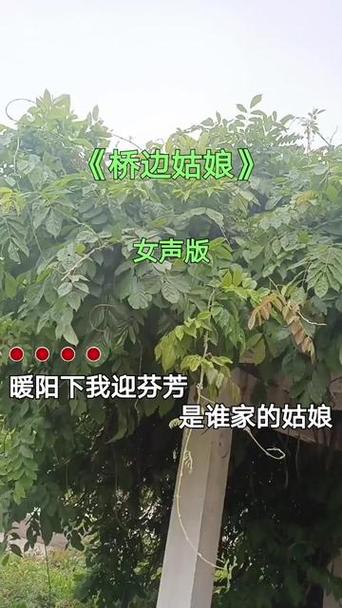 暖阳下我迎芬芳是谁家的姑娘是什么意思？(通俗歌词讲解)