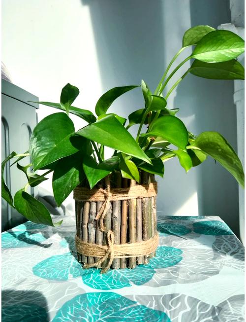 花瓶中加入什么可以延长花期？家庭必备物品轻松维持花期！