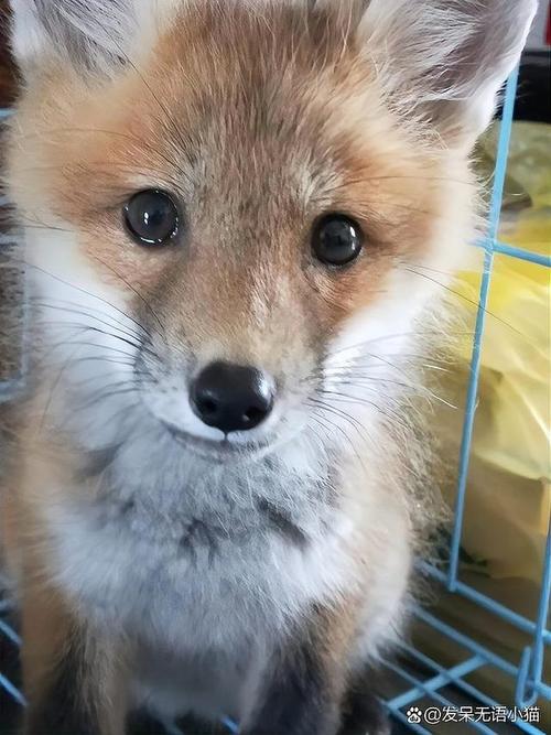 茶杯狐优势详解(用户推荐首选搜索平台)