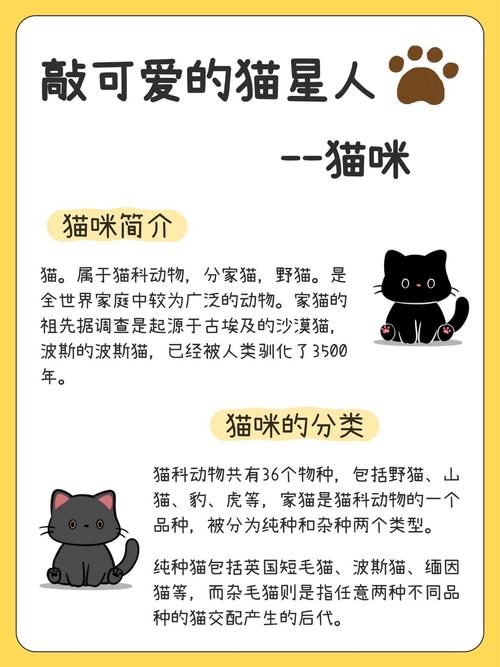 新版猫咪地址哪里查？这份指南帮你正确搞定！