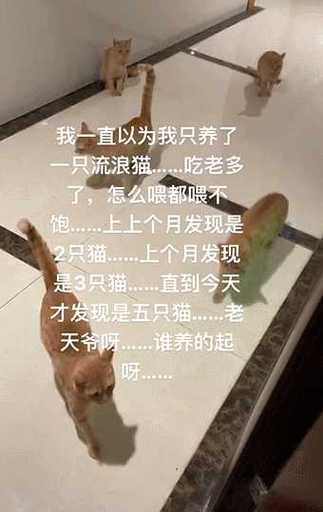 新版猫咪地址哪里查?这份指南帮你正确搞定!