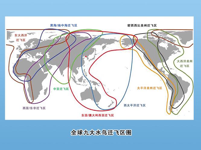 候鸟迁徙路线不经过我国怎么查看?(简单步骤教你轻松识别!)