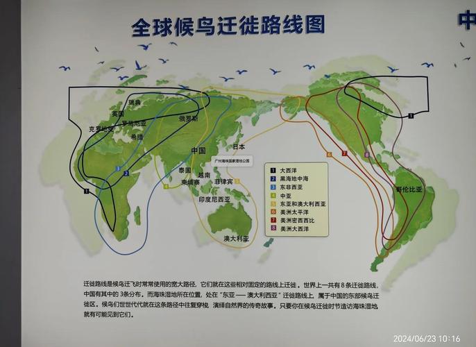 候鸟迁徙路线不经过我国怎么查看？(简单步骤教你轻松识别！)