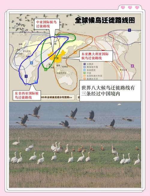 候鸟迁徙路线不经过我国怎么查看?(简单步骤教你轻松识别!)