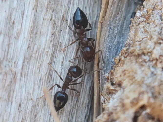 夏季白天出门活动蚂蚁庄园注意事项？安全小贴士大公开！