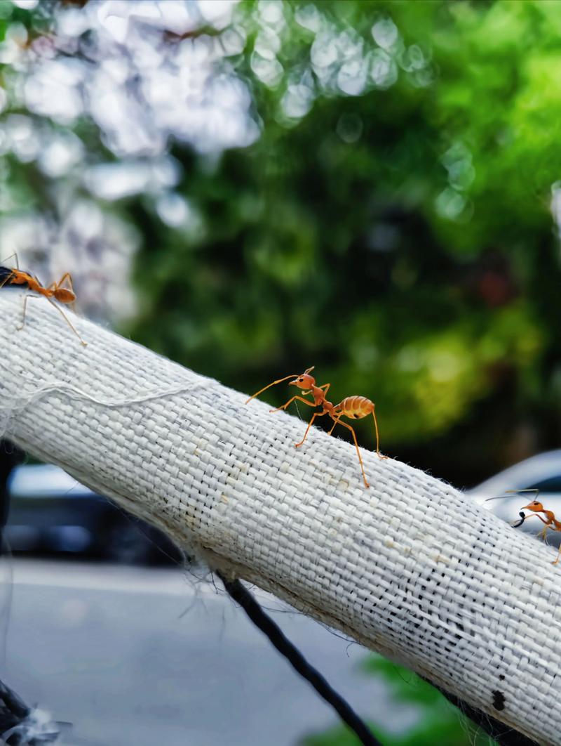 夏季白天出门活动蚂蚁庄园注意事项?安全小贴士大公开!